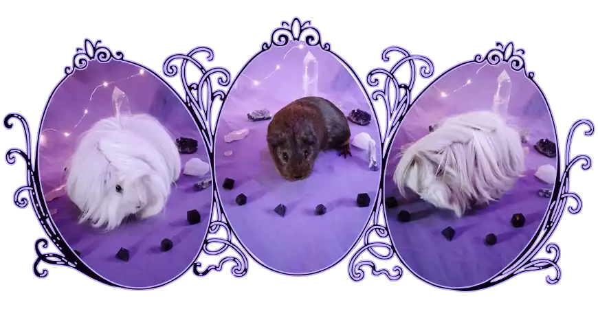 Image de cochon d'Inde