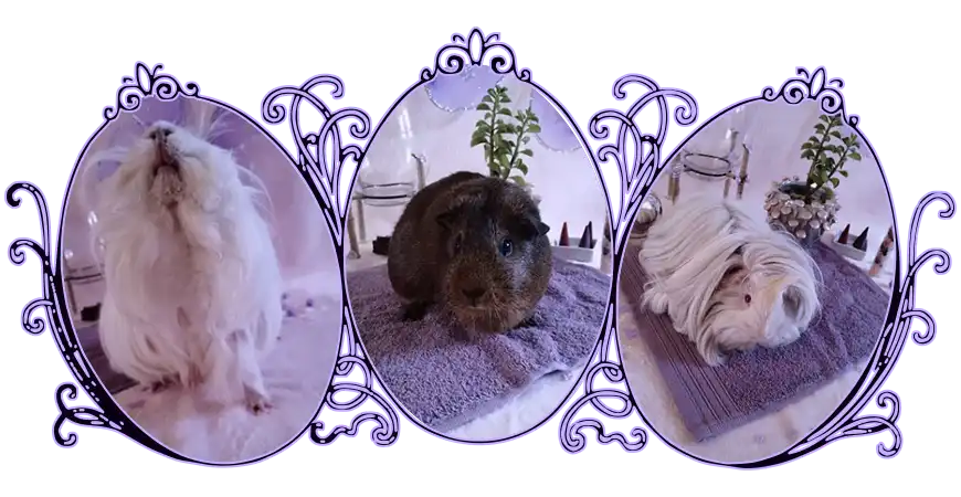 Image de cochon d'Inde