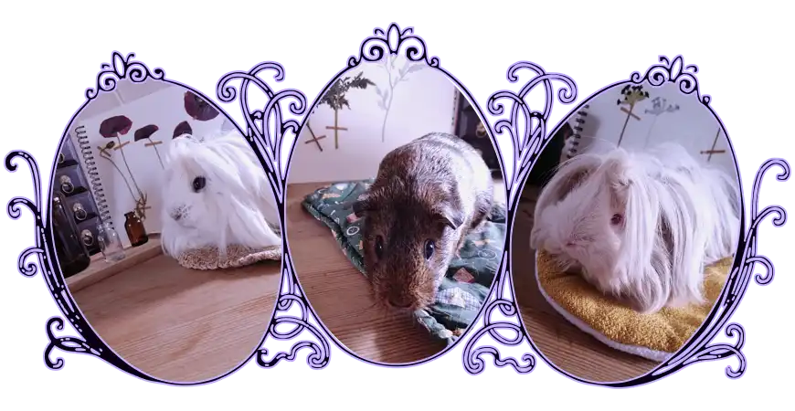 Image de cochon d'Inde